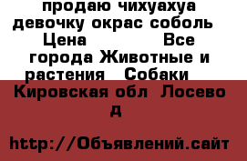 продаю чихуахуа девочку,окрас соболь › Цена ­ 25 000 - Все города Животные и растения » Собаки   . Кировская обл.,Лосево д.